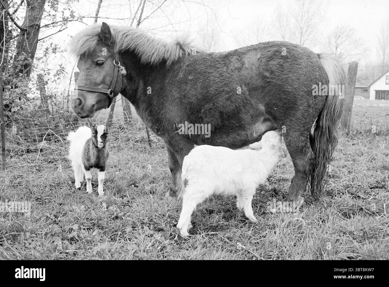 Lamb Drinking from Pony Animals, Whizgle News, Dutch Desk, Niederlande, 1950 - 2000 am 06-04-1981. Das Bild enthält diese Themen. Die Szene zeigt ein kleines, zotteliges Pony, das auf einem grasbewachsenen Gebiet steht und ein sattes, dunkelbraunes Fell im Kontrast zu einer helleren Mähne mit einem Hauch von Fussel zeigt. Das Pony ist leicht nach links positioniert, so dass es eine freie Sicht auf sein Seitenprofil mit nach vorne gezogenen Ohren ermöglicht, was auf Wachheit hinweist. Vor dem Pony interagieren zwei junge Ziegen mit ihm. Eine Ziege ist überwiegend weiß mit hellbraunen Flecken und liegt nahe am Pony, scheinbar Stockfoto