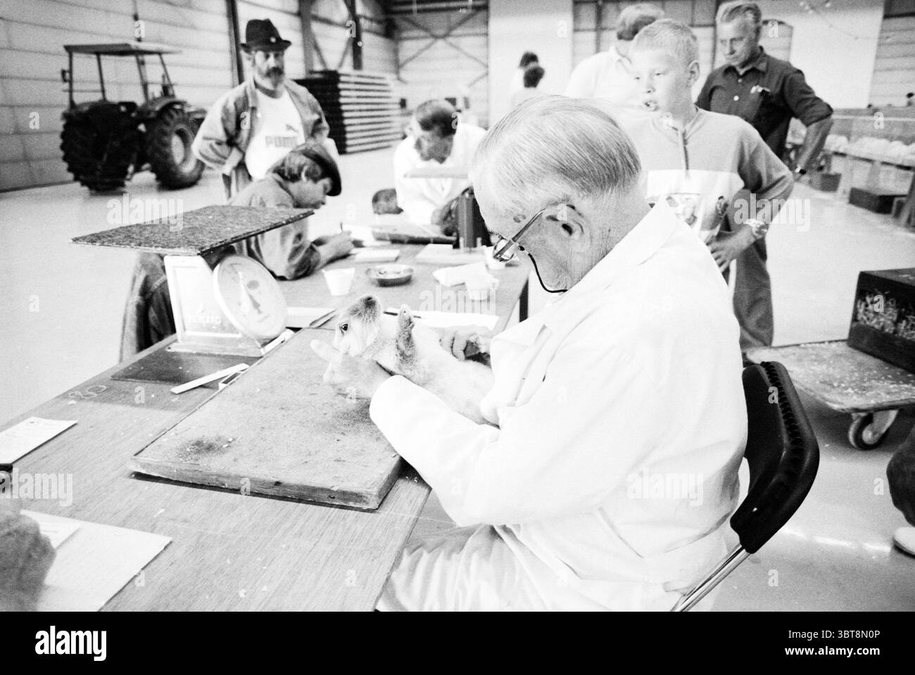 Inspektion von Kaninchen und Hühnern, Whizgle News, Dutch Desk, Niederlande, 1950 - 2000 am 18-08-1989. Das Bild enthält diese Themen. Die Szene zeigt eine geschäftige Innenumgebung, wahrscheinlich eine Messe- oder Ausstellungshalle, die sich durch eine geräumige und gut beleuchtete Umgebung auszeichnet. Die Atmosphäre ist von einer Mischung aus Spannung und Vorfreude erfüllt, während sich die Menschen versammeln. Im Vordergrund untersucht ein älterer Mann in einem weißen Labormantel ein kleines Kaninchen akribisch. Sein Fokus ist offensichtlich, da er das Tier sanft hält und es genau inspiziert, während er an einem Holztisch sitzt, der mit verschiedenen t überfüllt ist Stockfoto