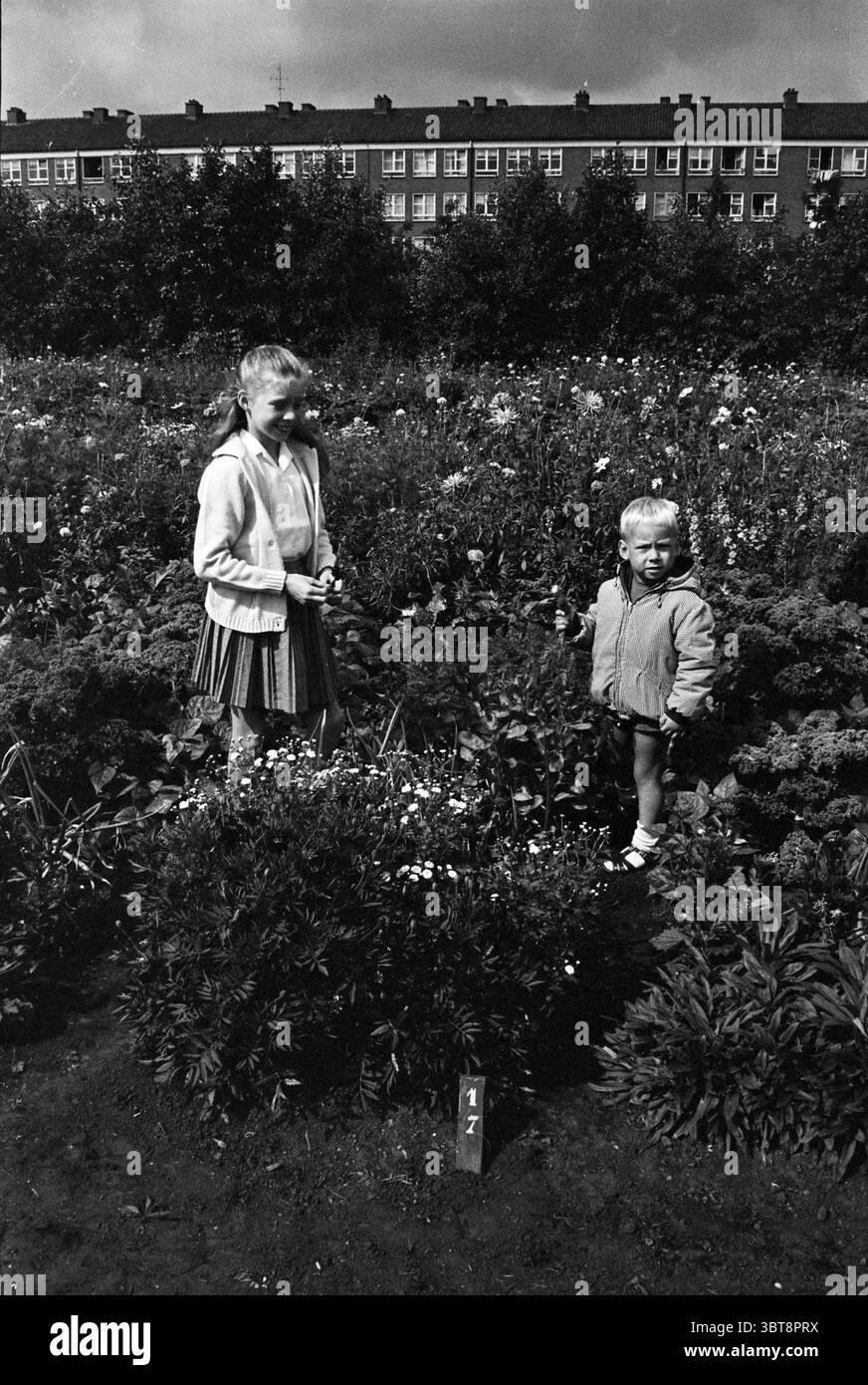 Junge und Mädchen in einem Garten., Whizgle News, Dutch Desk, Niederlande, 1950 - 2000. Dies sind die Elemente im Bild. In einem lebendigen Garten stehen zwei Kinder inmitten einer lebhaften Blumenvielfalt. Die Szene ist mit verschiedenen Blüten gefüllt und bietet eine reiche Farbpalette, darunter helle Gelbtöne, tiefe Rottöne und sanfte Weißtöne, die sich von üppigem Grün abheben. Das ältere Kind, ein Mädchen mit kurzen, hellen Haaren, trägt eine leichte Strickjacke über einem Rock, der knapp über ihre Knie fällt. Sie scheint verlobt zu sein, vielleicht untersucht sie die Blumen oder pflückt sie. Ihr Ausdruck vermittelt ein Gefühl von Stockfoto