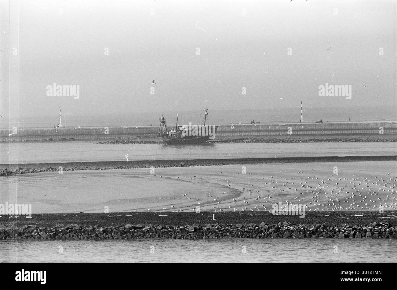 Gestranded U.K.-15 IJmuiden Aldermen, Whizgle News, Dutch Desk, Niederlande, 1950 - 2000 am 17.02.1961. Dies sind die Elemente im Bild. Die Szene zeigt eine ruhige Küstenlandschaft, die von sanften Wellen am Ufer geprägt ist. Im Vordergrund reflektiert der strukturierte Sand verschiedene Grautöne, durchsetzt mit kleinen Wasserflecken, die sich in niedrigen Bereichen ansammeln. Eine Schar Möwen ist über den Sand verstreut, deren weiße Körper sich von den dunkleren Farbtönen abheben und eine lebendige und dennoch ruhige Atmosphäre schaffen. In der Mitte liegt ein verwittertes Fischerboot nahe dem Rand des Wassers. Stockfoto