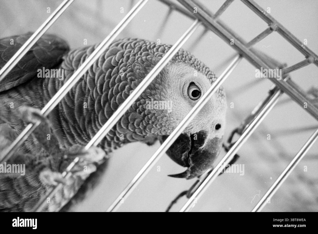 Frau Severien + Parrot H'lem Haarlem the Netherlands, Whizgle News, Dutch Desk, Niederlande, 1950 - 2000 am 20-08-1991. Die Abbildung zeigt diese Themen. Die Szene zeigt einen grauen Papagei, dessen fein strukturierte Federn in sanften Grautönen und subtilen Blautönen variieren. Der Papagei ist leicht schräg positioniert und hat einen geneigten Kopf, der einen klaren Blick auf sein markantes Auge ermöglicht, das eine tiefe und ausdrucksstarke Qualität aufweist. Es befindet sich in einem Metallkäfig, wo die glänzenden, vertikalen Balken ein gitterähnliches Muster erzeugen, das den Kopf des Vogels umrahmt. Die Balken reflektieren weiche Lichter und bilden einen Kontrast zu Stockfoto