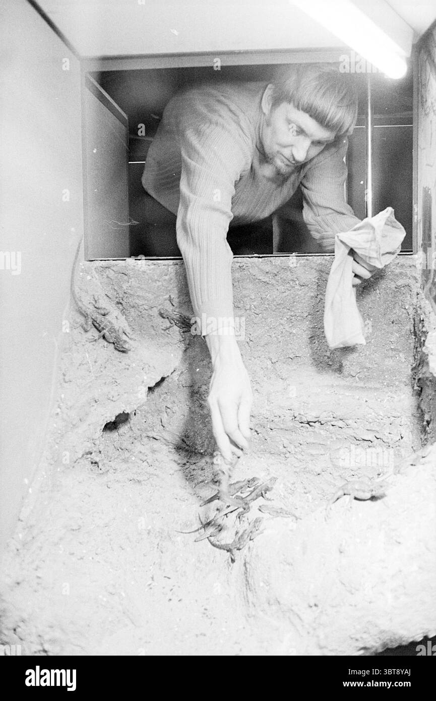 Neue Tiere auf der Tierfarm. Streichelzoo, Whizgle News, Dutch Desk, Niederlande, 1950 - 2000 am 24-01-1972. Diese Themen werden in der Abbildung angezeigt. Die Szene zeigt eine schwach beleuchtete Innenumgebung mit Fokus auf einen Mann, der in einen flachen, erdigen Lebensraum greift, der für die Beobachtung oder Pflege von Lebewesen, möglicherweise Reptilien oder Amphibien, konzipiert ist. Die Oberfläche ist eine Mischung aus Braun- und Grautönen, die an feuchte Böden oder Substrate erinnert, mit leichter Textur. Der Mann ist mitten im Geschehen und lehnt sich nach vorne, während er seinen rechten Arm in das Gehege streckt. Er trägt einen hellen, gerippten Pullover, der hinzufügt Stockfoto