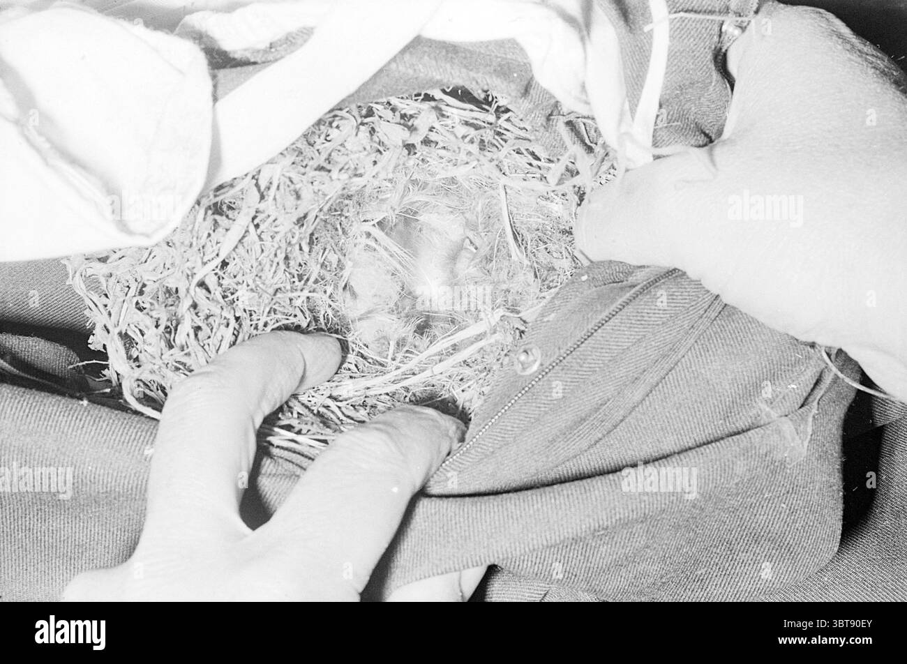 Birds in Hosen Birds, Whizgle News, Dutch Desk, Niederlande, 1950 - 2000 am 21-05-1971. Die Abbildung zeigt diese Themen. Die Szene konzentriert sich auf ein kleines Nest, das sich in einer Stoffkulisse befindet, was auf ein Gefühl von Intimität hindeutet. Das Nest besteht aus Zweigen, Gräsern und verschiedenen natürlichen Materialien, die eine organische Textur und erdige Braun- und Grüntöne aufweisen. Zwei Hände greifen sanft zum Nest, was auf Sorgfalt und Aufmerksamkeit hinweist. Die Finger sind leicht gerollt und betonen eine zarte Berührung, während sie mit dem Nest interagieren. Die Hände können aufgerissen oder abgenutzt erscheinen, was auf ein hindeutet Stockfoto