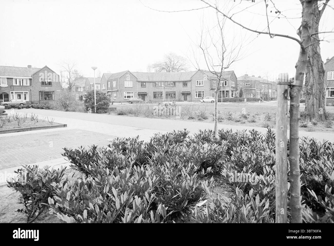 Überblick Rhododendronplein (Wohngebiet) Heemstede Pleinen Heemstede Rhododendronplein Niederlande, Whizgle News, Dutch Desk, Niederlande, 1950 - 2000 am 28-02-1980. Das Bild enthält diese Themen. Die Szene zeigt ein Wohnviertel, das durch eine gedämpfte Farbpalette gekennzeichnet ist, die Grautöne und subtile Texturen betont. Im Vordergrund umrahmt ein Fleck üppiger, dunkelgrüner Büsche das Bild, deren Blätter detailreich sind, aber aufgrund der monochromatischen Einstellung nicht lebendig sind. Hinter dem Laub erstrecken sich Reihen von ordentlich angeordneten Häusern über die Szene. Die Architekturdispla Stockfoto