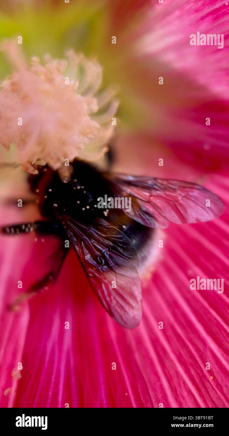 Eine schwarze und orangene Hummel, die sich von einer Blume-Makrofotografie ernährt. Eine Nahaufnahme einer Hummel. - Smartphone-aufgenommenes Stockfoto