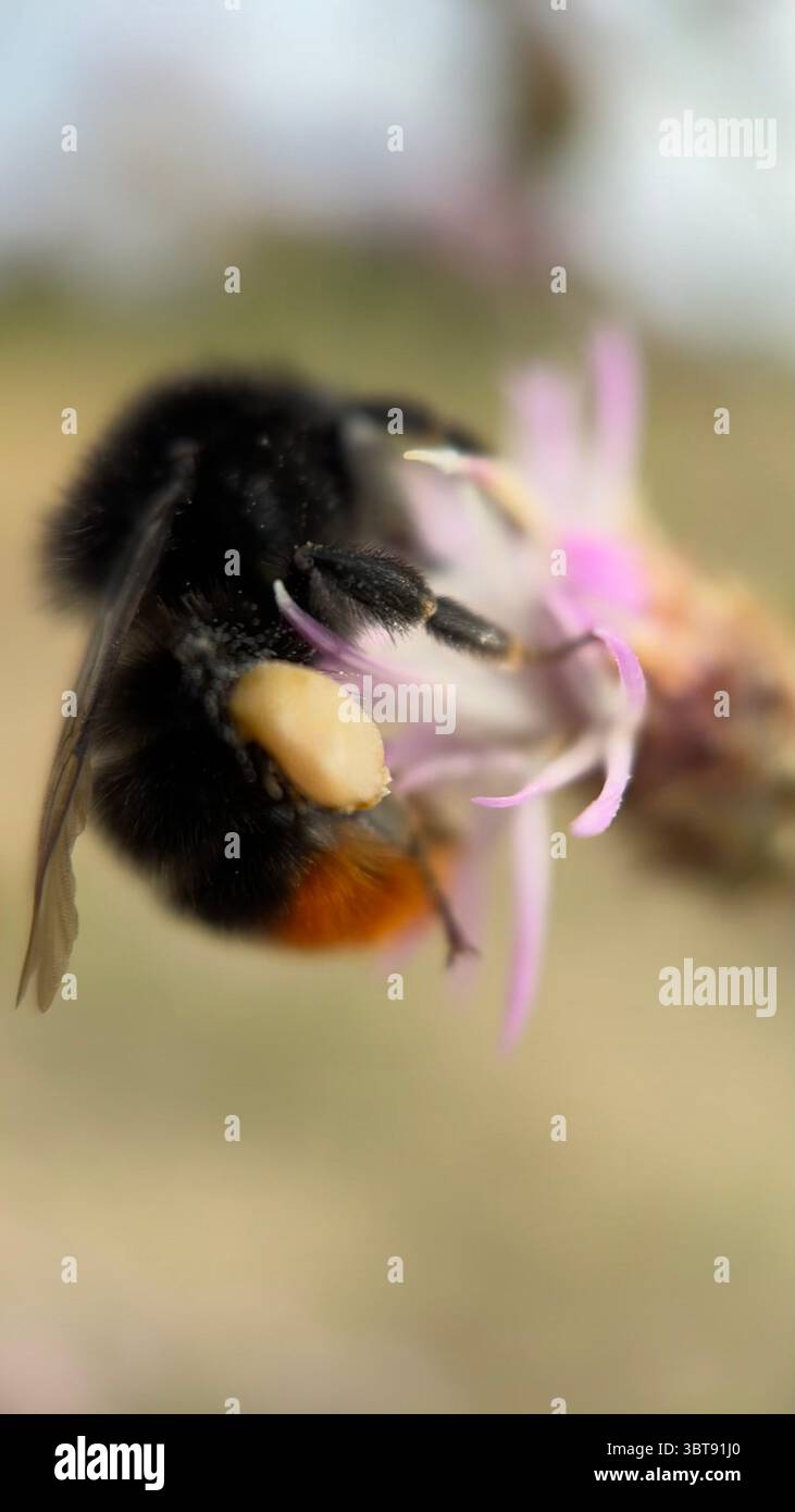Eine schwarze und orangene Hummel, die sich von einer Blume-Makrofotografie ernährt. Eine Nahaufnahme einer Hummel. - Smartphone-aufgenommenes Stockfoto