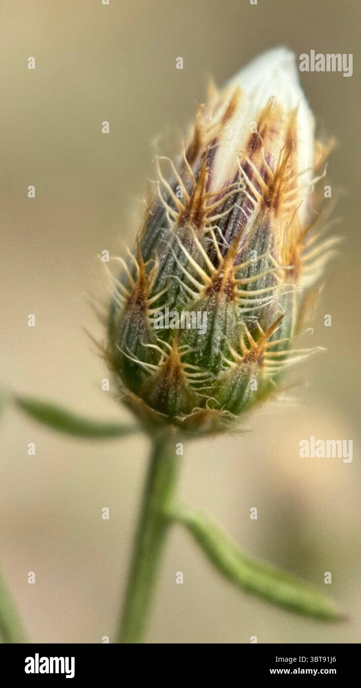 Makrofotografie mit diffusen Knapweed-Blumen. Nahaufnahme der Blume. Stockfoto