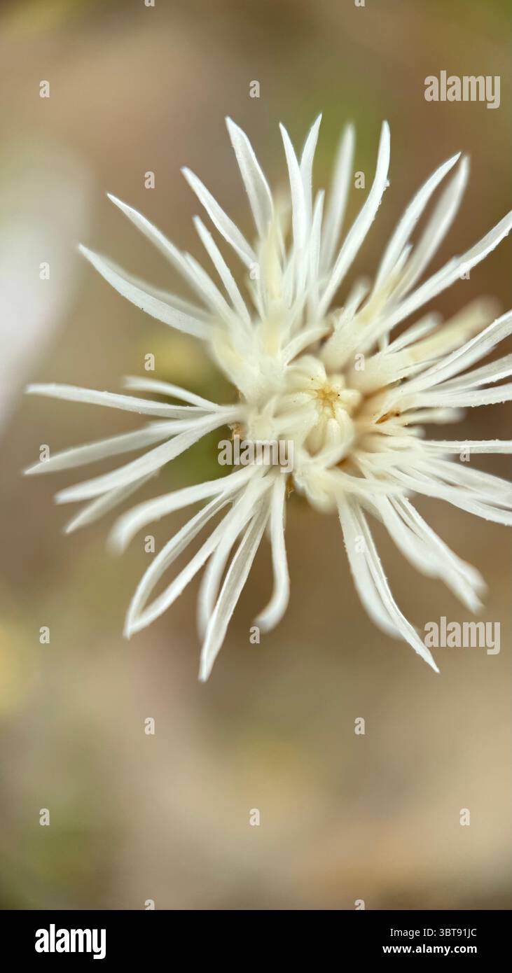Makrofotografie mit diffusen Knapweed-Blumen. Nahaufnahme der Blume. Stockfoto