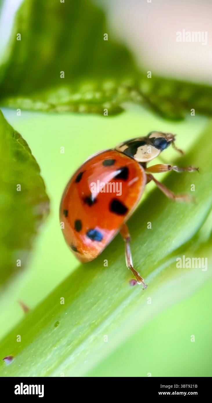 Marienkäfer Makrofotografie. Eine Nahaufnahme von Orangenkäfer. - Smartphone-aufgenommenes Stockfoto