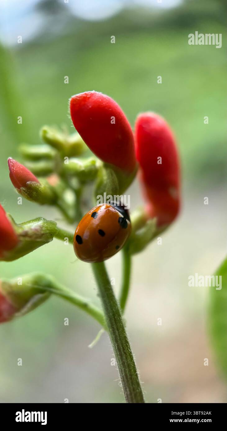 Marienkäfer Makrofotografie. Eine Nahaufnahme von Orangenkäfer. - Smartphone-aufgenommenes Stockfoto