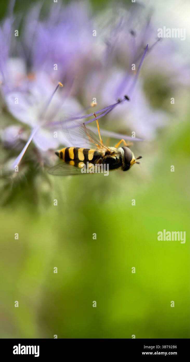 Schwarzweiß-Gelb-hoverfly, der eine Blume-Makrofotografie aufnimmt. Stockfoto