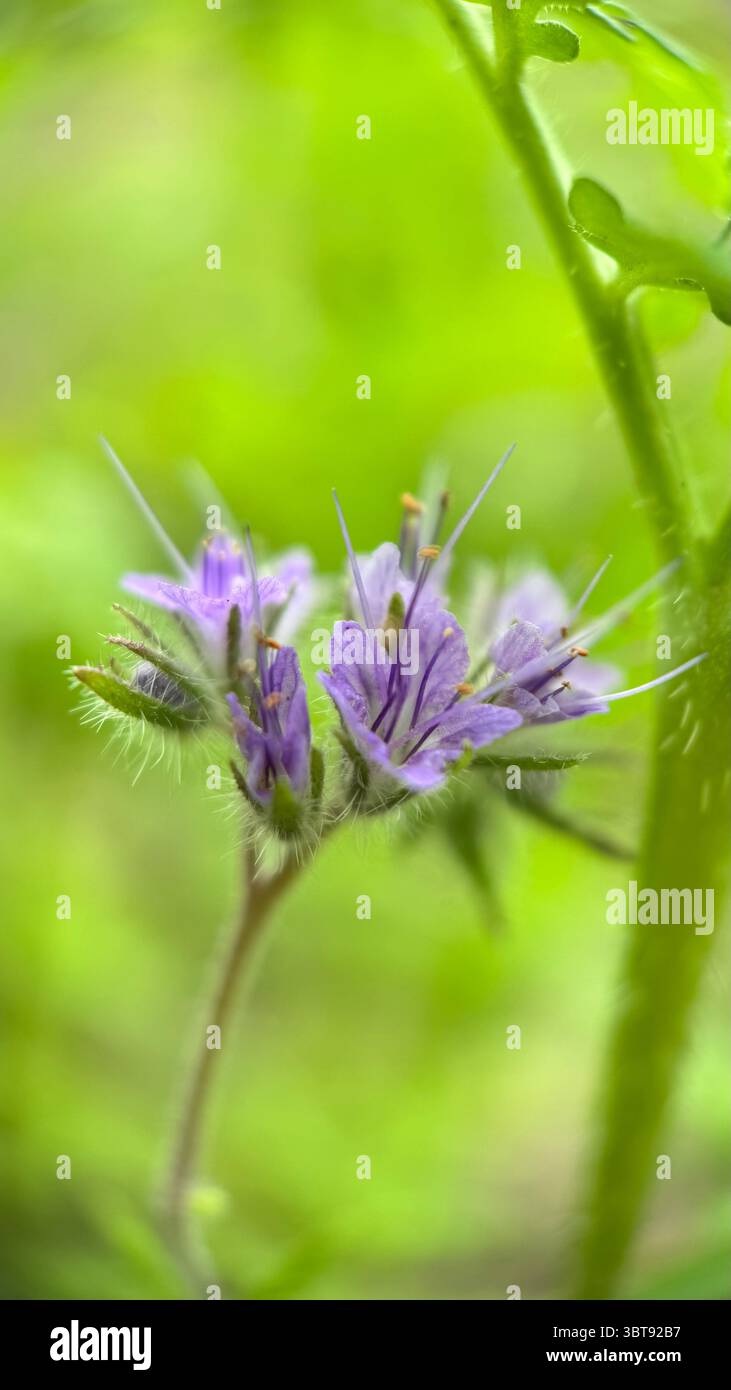 Lacy Phacelia Hellviolett Blumen Makrofotografie. Eine Nahaufnahme von violetten Blumen. Stockfoto