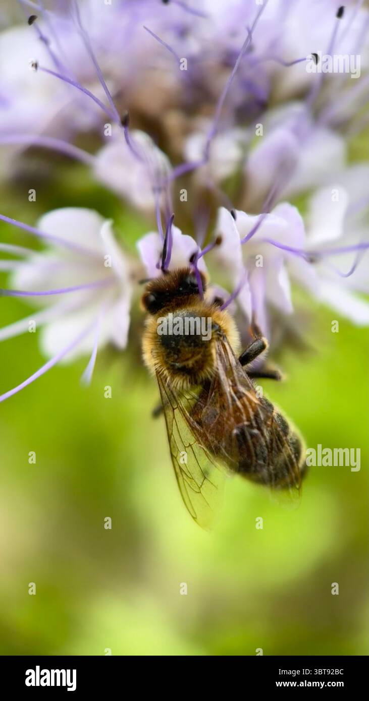 Eine Nahaufnahme einer Honigbiene, die sich an einer Blume ernährt. Makrofotografie. - Smartphone-aufgenommenes Stockfoto