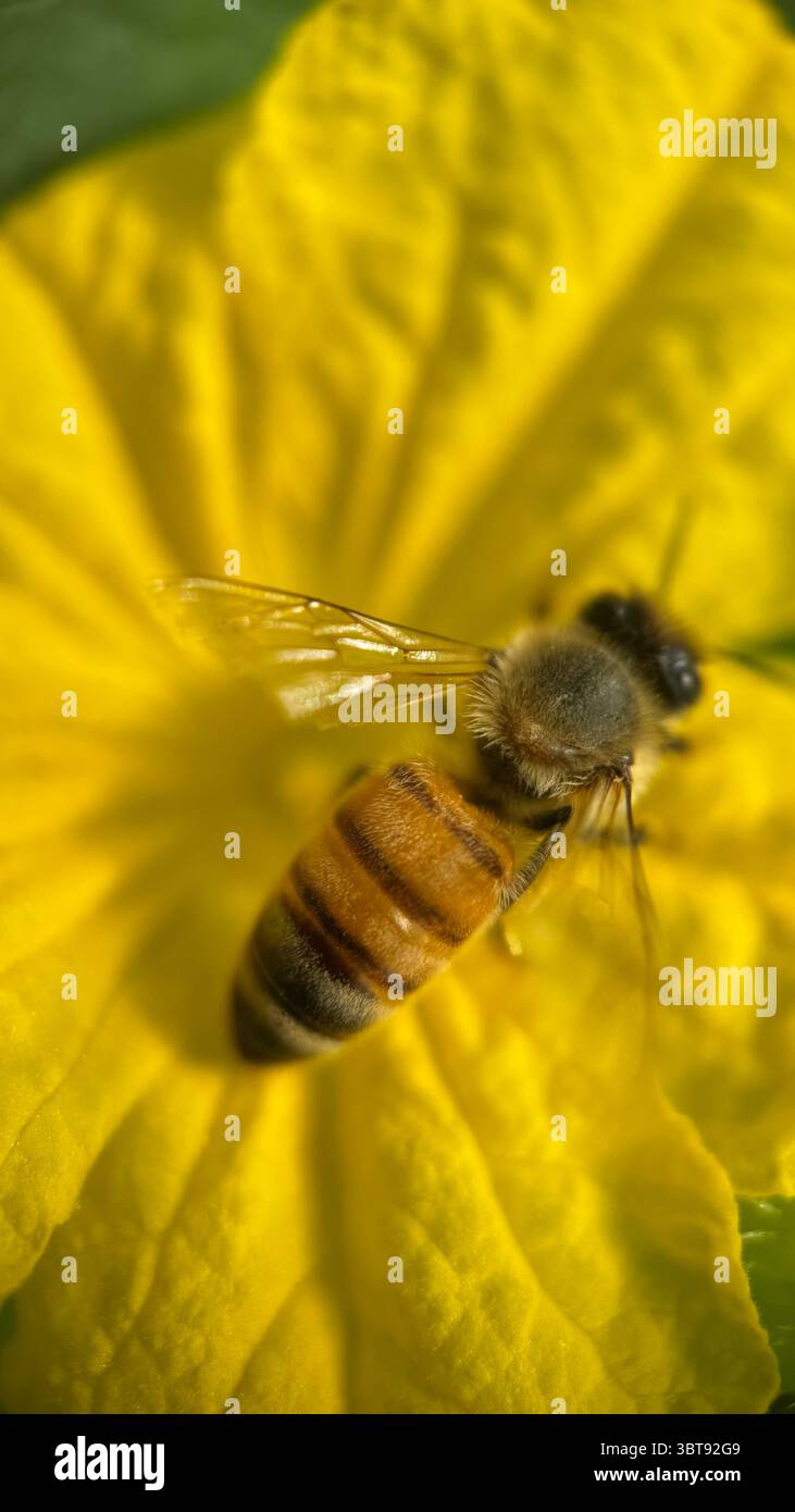 Eine Nahaufnahme einer Honigbiene, die sich an einer Blume ernährt. Makrofotografie. - Smartphone-aufgenommenes Stockfoto