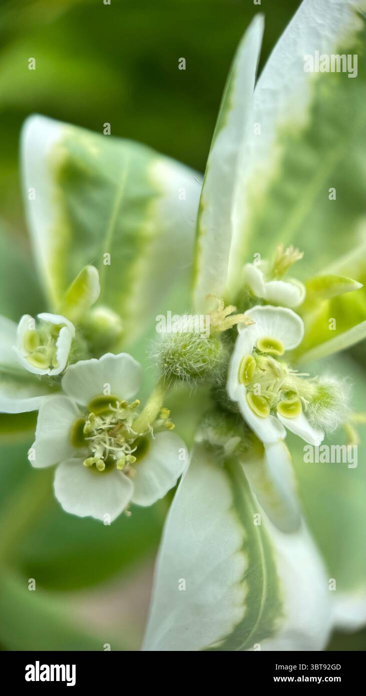 Makrofotografie der Schneeflocken. - Smartphone-aufgenommenes Stockfoto