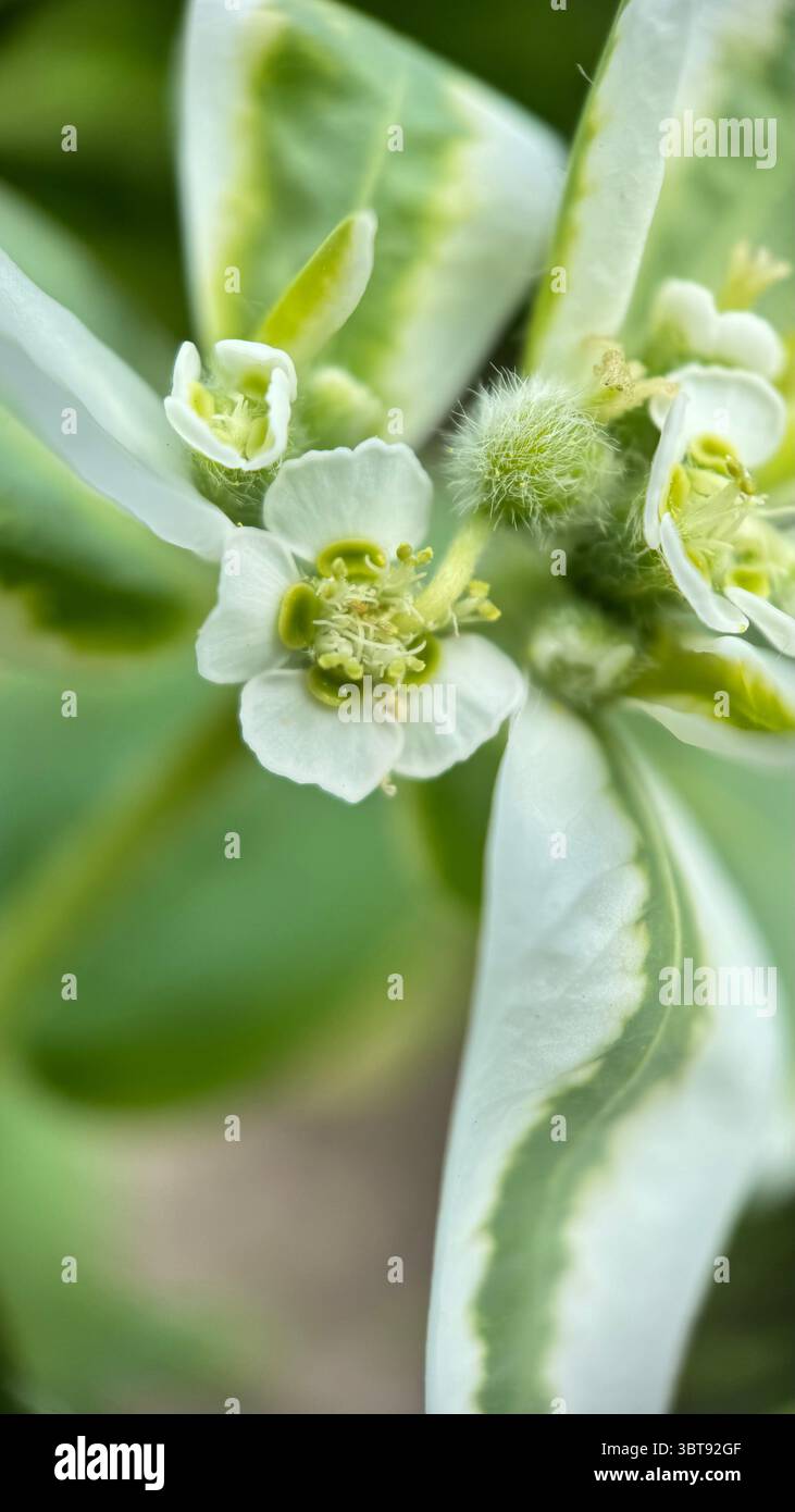 Makrofotografie der Schneeflocken. - Smartphone-aufgenommenes Stockfoto