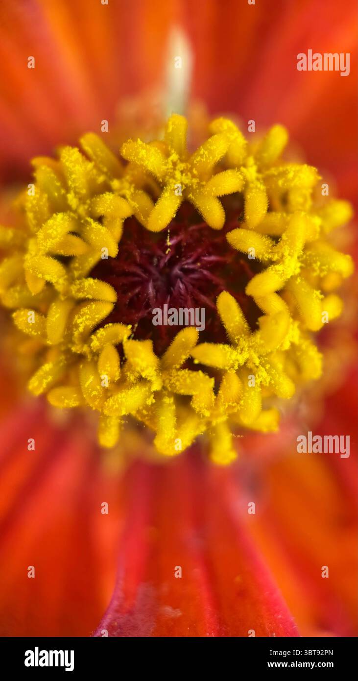 Bunte Makrofotografie mit Zinnienblumen. Eine Nahaufnahme einer gelben Florettscheibe. Stockfoto