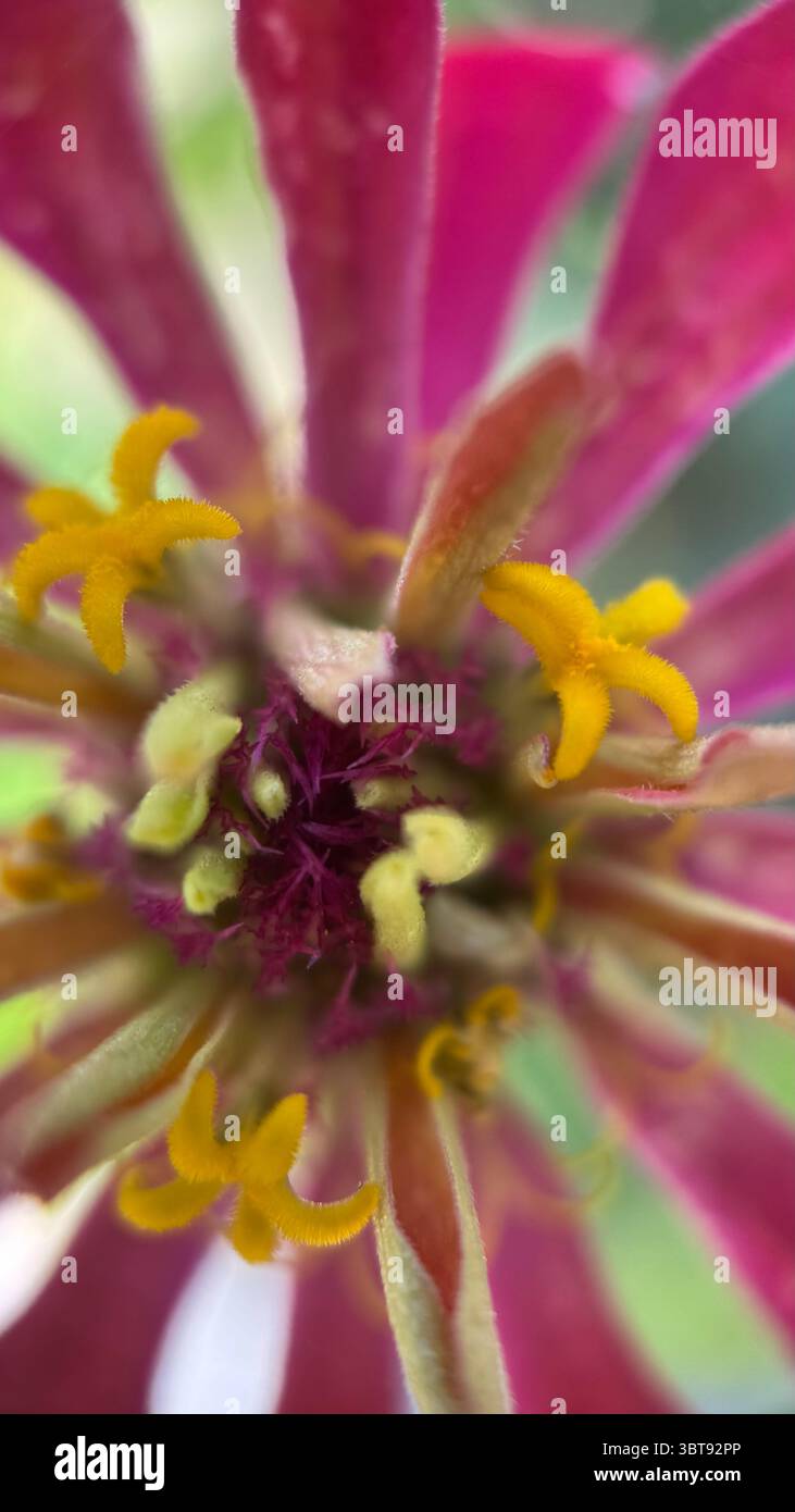 Bunte Makrofotografie mit Zinnienblumen. Eine Nahaufnahme einer gelben Florettscheibe. Stockfoto