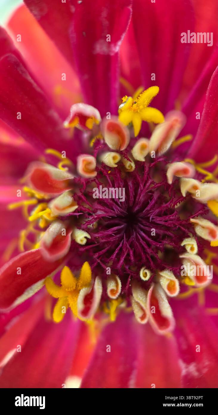 Bunte Makrofotografie mit Zinnienblumen. Eine Nahaufnahme einer gelben Florettscheibe. Stockfoto