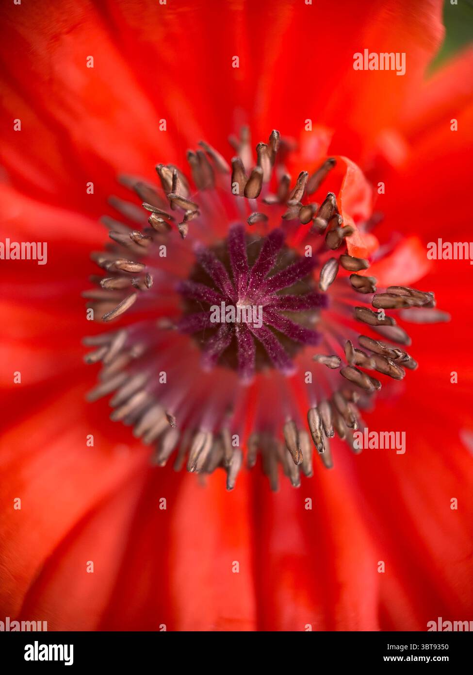 Eine Nahaufnahme einer Mohnblume. Papaver Rhoeas Makrofotografie. - Smartphone-aufgenommenes Stockfoto