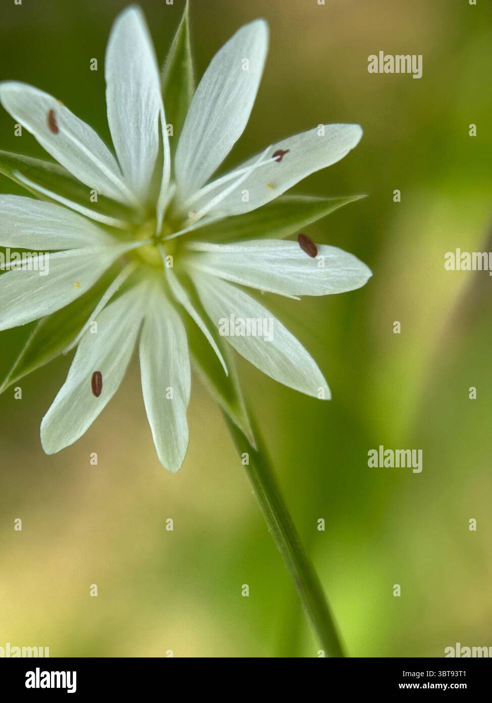 Stellaria weiße Blume Makrofotografie. Eine Nahaufnahme mit wilden weißen Sternenblumen. - Smartphone-aufgenommenes Stockfoto