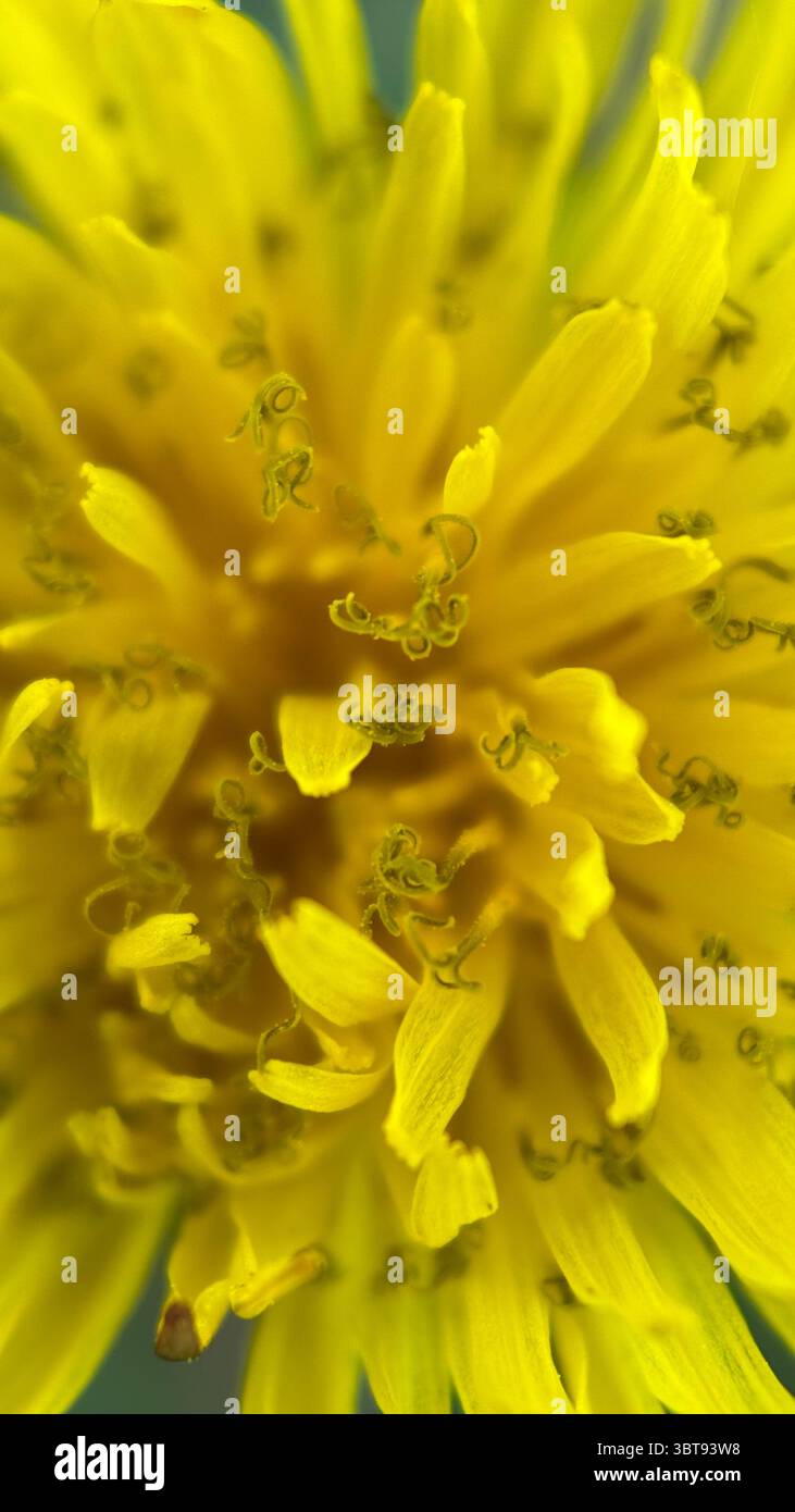 Gelbes Löwenzahnblume Makrofoto. Detaillierte Nahaufnahme eines gelben Löwenzahn. Stockfoto