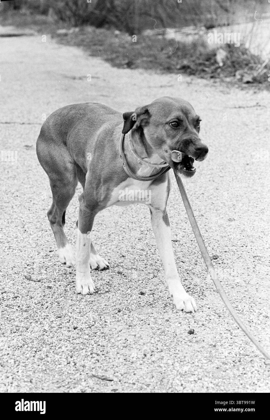 Dog Haarlem Dogs Haarlem the Netherlands, Whizgle News, Dutch Desk, Niederlande, 1950 - 2000 am 02-04-1980. Das Bild enthält diese Themen. Ein mittelgroßer Hund mit kurzem Fell steht auf einem Schotterweg, sein Körper ist leicht geneigt, während er sich vorwärts bewegt. Das Fell des Hundes ist hauptsächlich in warmem Braun gehalten, das durch weiße Markierungen an den Beinen und im Gesicht hervorgehoben wird. Er trägt einen einfachen Kragen und eine Leine, die der Hund im Mund hält, was auf Eifer oder Verspieltheit hindeutet. Der Hintergrund ist leicht verschwommen, natürlich – vielleicht sind grasbewachsene Flächen oder dünne Sträucher sichtbar, was ein Gefühl von Offenheit vermittelt Stockfoto
