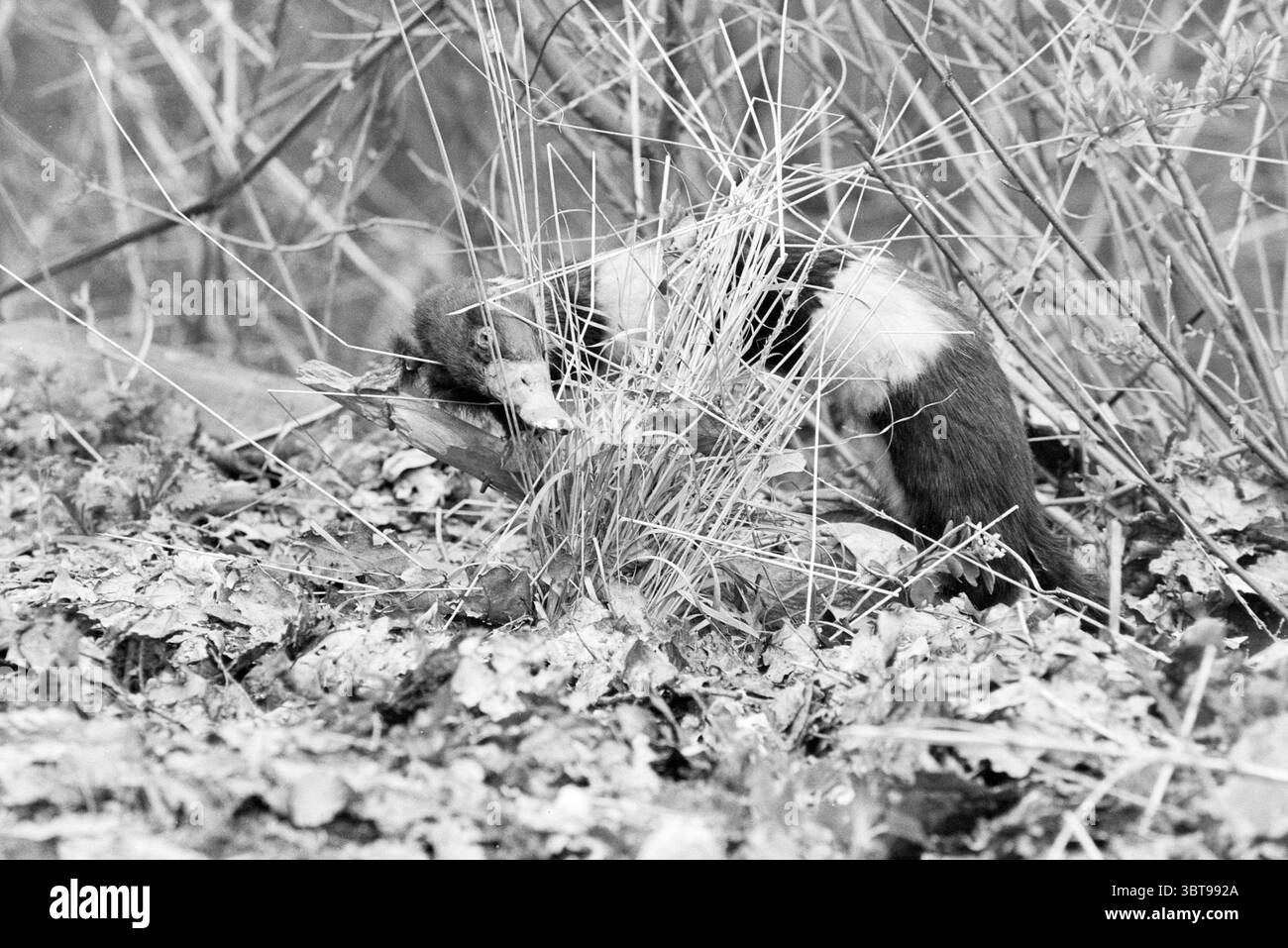 Plüschtier in Verbindung mit dem 1. April im Oasis Birdsong Animals, Whizgle News, Dutch Desk, Niederlande, 1950 - 2000 am 23.03.1989. Diese Themen sind in der Abbildung dargestellt. In dieser Szene kann man ein kleines Tier beobachten, das sich inmitten einer trockenen Vegetation befindet. Das Fell des Tieres ist eine Mischung aus dunklen Tönen, die mit helleren Flecken kontrastiert werden, was auf ein meliertes Aussehen hindeutet, das die Tarnung erleichtert. Sein Körper ist zusammengerollt und liegt inmitten einer Kulisse aus wilden Gräsern und gefallenen Blättern, wodurch eine natürliche, erdige Palette entsteht, die von Braun und gedämpftem Grün dominiert wird. Um das Tier herum, die Vegetation Appa Stockfoto