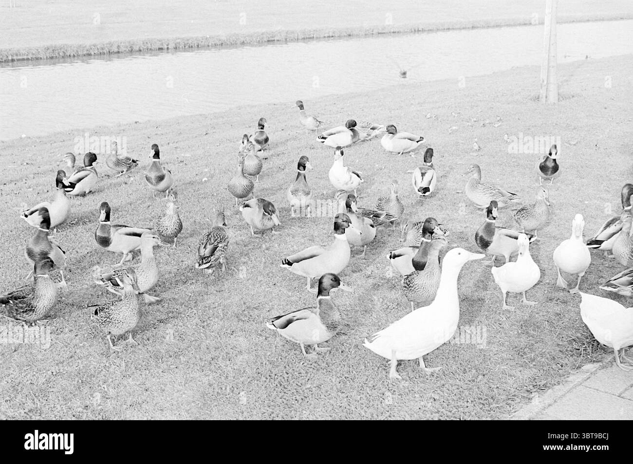 Feeding Encks., Whizgle News, Dutch Desk, Niederlande, 1950 - 2000. Dies sind die Themen im Bild. Die Szene zeigt eine lebhafte Ansammlung verschiedener Enten mit einer Vielzahl von Farben und Mustern. Vorwiegend gibt es grüne, braune und weiße Farbtöne auf den Entenfedern, wobei einige deutliche Markierungen aufweisen, die ihrem Aussehen eine Textur verleihen. Im Vordergrund sind mehrere Enten eng aneinander gefasst, was ein Gefühl von Bewegung und Energie erzeugt. Ihre Federn schimmern leicht im verfügbaren Licht, was die natürliche Schönheit ihres Gefieders unterstreicht. Es handelt sich dabei um einen Singular wh Stockfoto