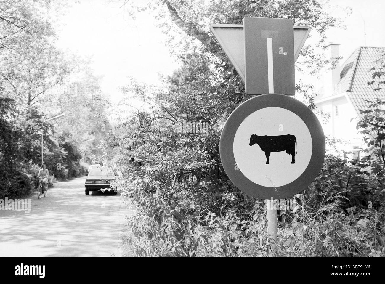 Kühe sind verboten Tetterodeweg Overveen Borden Overveen Tetterodeweg, Whizgle News, Dutch Desk, Niederlande, 1950 - 2000 am 12.07.1987. Das Bild enthält diese Themen. Die Szene präsentiert eine ruhige ländliche Umgebung, geprägt von einer gewundenen Straße, die von üppigem Grün flankiert wird. Links radeln zwei Figuren auf Fahrrädern gemütlich entlang des Weges, was auf eine friedliche Nachmittagstätigkeit hindeutet. Auf der rechten Seite fährt ein Oldtimer vorbei, dessen Präsenz der Landschaft einen Hauch von Nostalgie verleiht. Deutlich sichtbar ist ein kreisförmiges Straßenschild mit der Silhouette einer Kuh, das als faszinierendes foc dient Stockfoto
