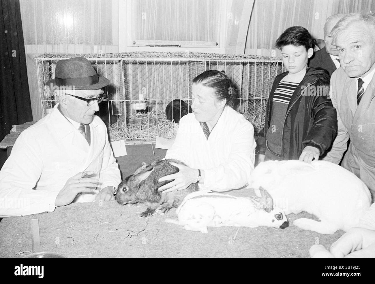 Rabbit Exhibition Inspection, Whizgle News, Dutch Desk, Niederlande, 1950 - 2000 am 11-1967. Dies sind die Themen im Bild. Die Szene zeigt eine Zusammenkunft von Einzelpersonen an einem Tisch, die sich in einer lebhaften Diskussion befinden. Zwei Erwachsene stehen im Mittelpunkt der Komposition: Ein Mann in einem formellen dunklen Anzug und eine Frau in einem weißen Labormantel. Der Mann trägt eine Brille und hat einen aufmerksamen Ausdruck, während die Frau ein großes Kaninchen hält und es der Gruppe vorstellt. Verschiedene Kaninchen in verschiedenen Farben und Größen besetzen den Tisch, darunter ein merklich großes dunkles neben der Frau und ein Paar weißer Ra Stockfoto