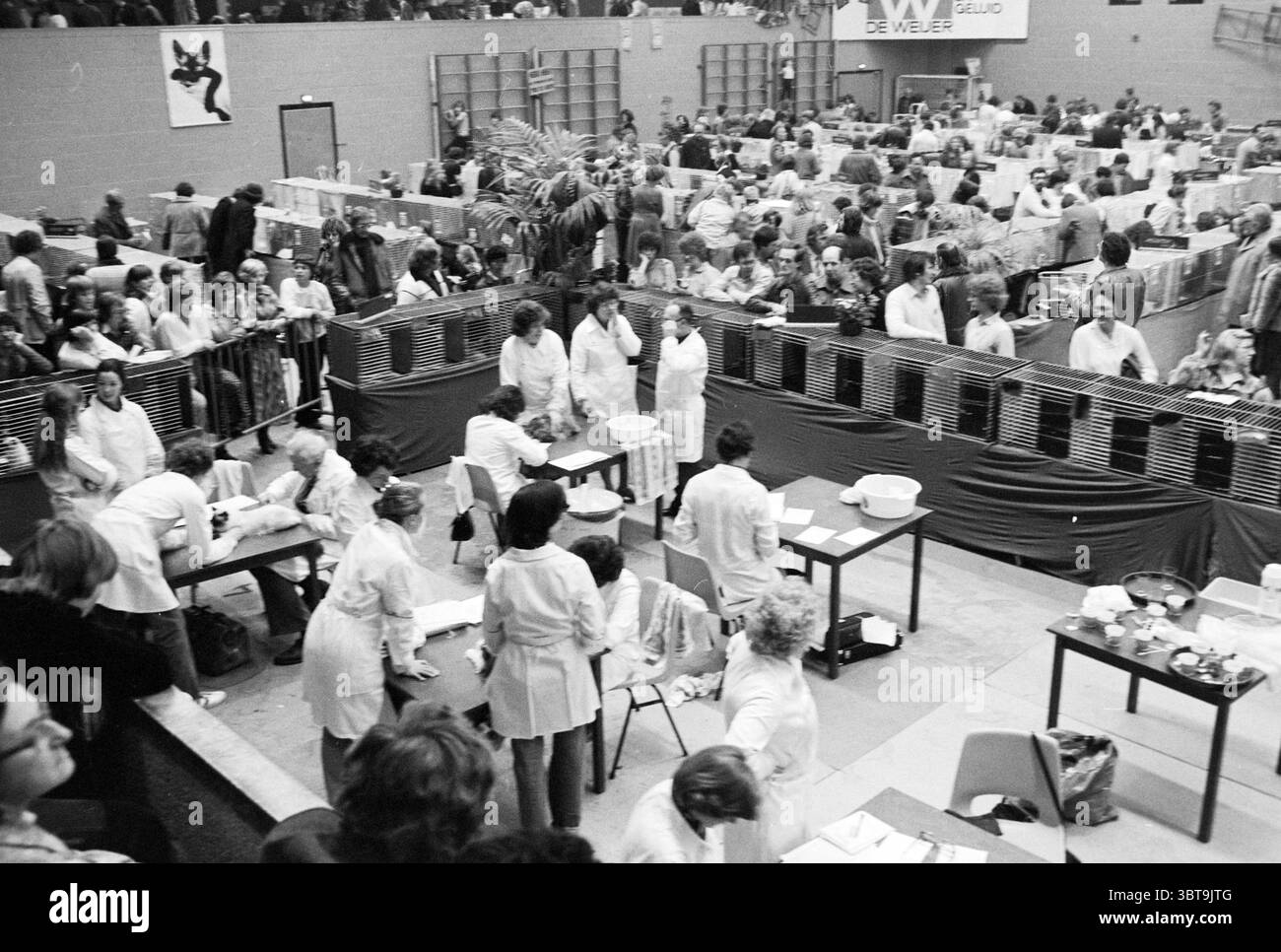 Cat Show (Felikat) B'wijk Cats Beverwijk the Netherlands, Whizgle News, Dutch Desk, Niederlande, 1950 - 2000 am 01-04-1979. Das Bild enthält diese Themen. Die Szene ist voller Aktivitäten in einem großen Innenraum, wahrscheinlich in einer Tagungs- oder Ausstellungshalle. Das Layout ist weitläufig mit einer Vielzahl von Tischen, die in halbrunder Form angeordnet sind. An vorderster Front sind mehrere in weißen Labormänteln gekleidete Personen mit verschiedenen Aufgaben beschäftigt, was darauf hindeutet, dass der Schwerpunkt auf der wissenschaftlichen oder medizinischen Beurteilung liegt. Einige sitzen an Tischen, die mit Schüsseln und Behältern ausgestattet sind, möglicherweise für die Handhabung von sa Stockfoto