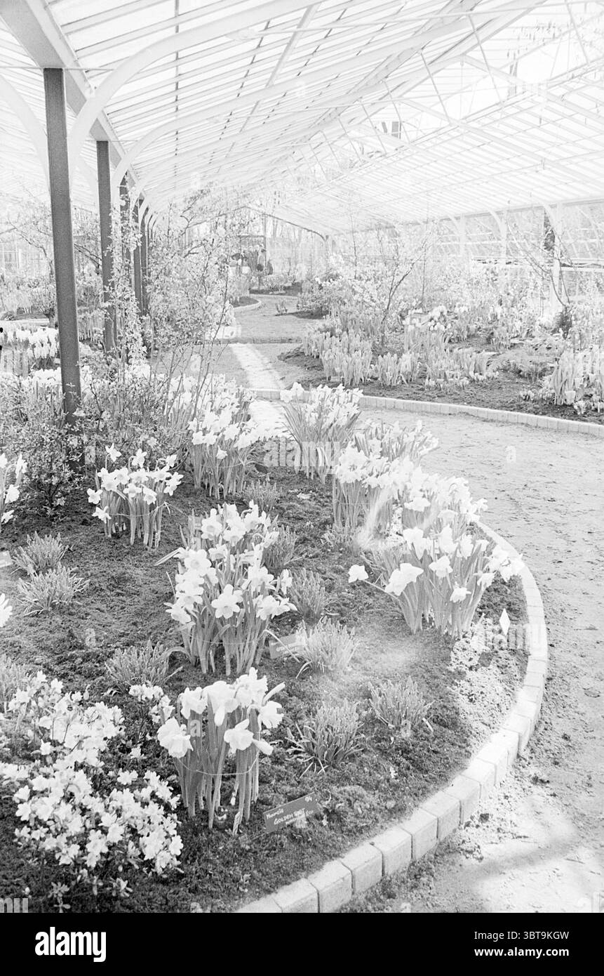 Innenraum Gewächshaus Keukenhof Keukenhof Foundation Estate in Lisse, Whizgle News, Dutch Desk, Niederlande, 1950 - 2000 am 25-03-1970. Diese Themen werden in der Abbildung angezeigt. Die Szene zeigt einen ruhigen Garten in einem Gewächshaus, der von einer hellen, luftigen Atmosphäre geprägt ist. Sonnenlicht filtert durch das transparente Dach und erzeugt sanfte Muster auf dem Boden. Der Weg, der sich anmutig durch den Raum schlängelt, ist von sorgfältig angeordneten Blumenbeeten gesäumt, die mit Narzissen und anderen Blüten übersät sind. Die Narzissen mit ihren leuchtenden gelben Blütenblättern stehen im Kontrast zu den sanfteren Farbtönen der Umgebung Stockfoto