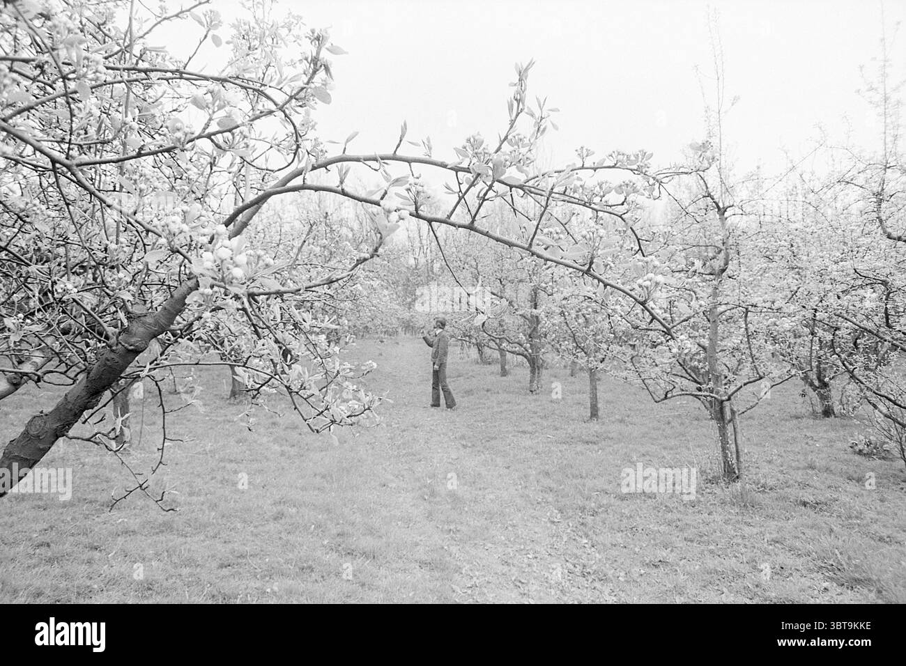 Obstgarten in Hoofddorp Hoofddorp, Whizgle News, Dutch Desk, Niederlande, 1950 - 2000 am 01-05-1973. Dies sind die Elemente im Bild. In einem ruhigen Obstgarten schaffen zarte Zweige voller blühender Blumen eine zauberhafte Szene. Die Blüten, hauptsächlich weiß mit rosa Anklängen, bilden ein weiches Baldachin vor nebeliger Kulisse. Ihre Blütenblätter flattern sanft im Wind und verleihen der Stille ein Gefühl von Bewegung. Unter den Bäumen bildet ein üppig grüner Teppich aus Gras einen angenehmen Kontrast zur Blumendekoration. Die allgemeine Atmosphäre ist ruhig und fast ätherisch, mit einem Mu Stockfoto