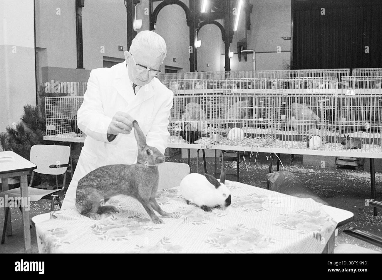 Tierkontrolle IJmuiden Animals, Whizgle News, Dutch Desk, Niederlande, 1950 - 2000 am 11-12-1970. Dies sind die Themen im Bild. In einem geräumigen Innenbereich mit weicher, diffuser Beleuchtung untersucht ein Mann mittleren Alters in einem weißen Labormantel ein Kaninchen auf einem Tisch, der mit einem floralen Tuch mit großen, leuchtenden Blüten bedeckt ist. Der Mann, mit einem fokussierten Ausdruck, hat seine Hand sanft das Ohr des Kaninchens berührt und zeigt seine Aufmerksamkeit und Sorgfalt. Zur Seite sitzt ein weiteres Kaninchen ruhig, kontrastiert mit dem ersten; es hat ein überwiegend weißes Fellfell mit schwarzem Stockfoto