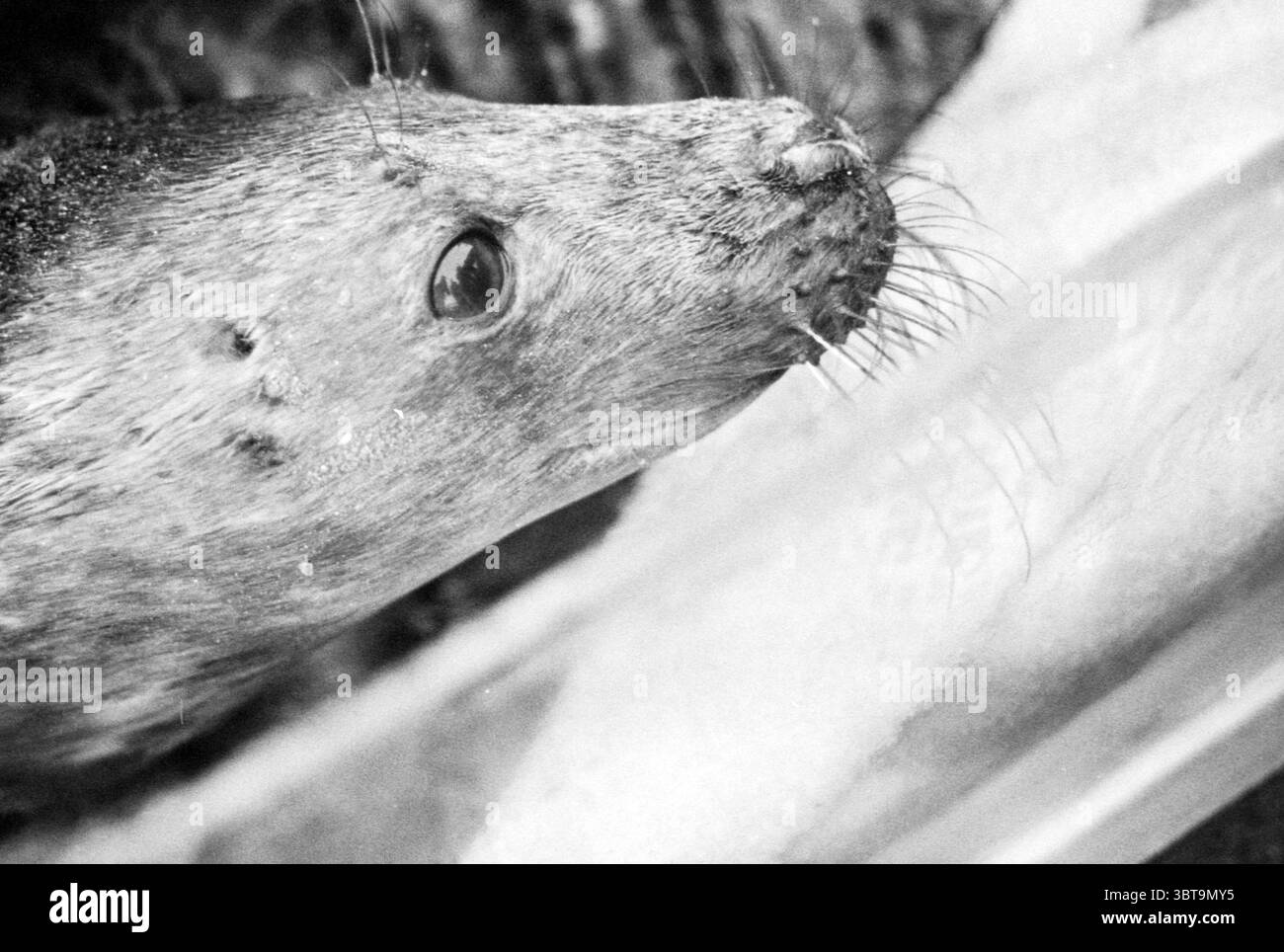 Gefunden SEAL IJmuiden IJmuiden the Netherlands, Whizgle News, Dutch Desk, Niederlande, 1950 - 2000 am 16-12-1993. Dies sind die Elemente im Bild. Aus nächster Nähe zeigt die Szene den Kopf eines Meeressäugers, der komplizierte Details seines Fells und seiner Gesichtsstruktur zeigt. Die Haut des Tieres hat ein strukturiertes, meliertes Aussehen, wobei verschiedene Grautöne ein sattes, verschwommenes Äußere erzeugen. Sein großes, ausdrucksstarkes Auge ist dunkel und neugierig, umgeben von kurzen Barthaaren, die aus seiner Schnauze ragen, was das neugierige Verhalten der Kreatur verstärkt. Der Hintergrund ist leicht verschwommen, was auf eine na hindeutet Stockfoto