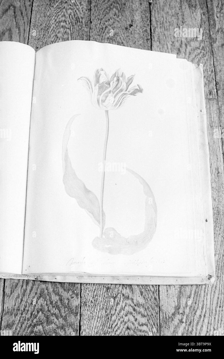 Buch mit Blumen Tulip, Whizgle News, Dutch Desk, Niederlande, 1950 - 2000 auf 27-07-1973. Die Abbildung zeigt diese Themen. Die Szene zeigt eine detaillierte botanische Illustration einer Blume, die in sanften, zarten Linien und subtilen Schattierungen gerendert wird. Die Blüte scheint eine Tulpe zu sein, die ihren langen, anmutig gewölbten Stiel zeigt. Am Ende des Stiels sind die Blütenblätter mit feinen Details dargestellt, die ihre komplizierte Struktur und Textur einfangen. Der Hintergrund ist eine strukturierte Oberfläche, wahrscheinlich Holz, mit sichtbaren Körnern und einer hellen Färbung, die einen warmen, natürlichen Kontrast zum monochromatischen t schafft Stockfoto