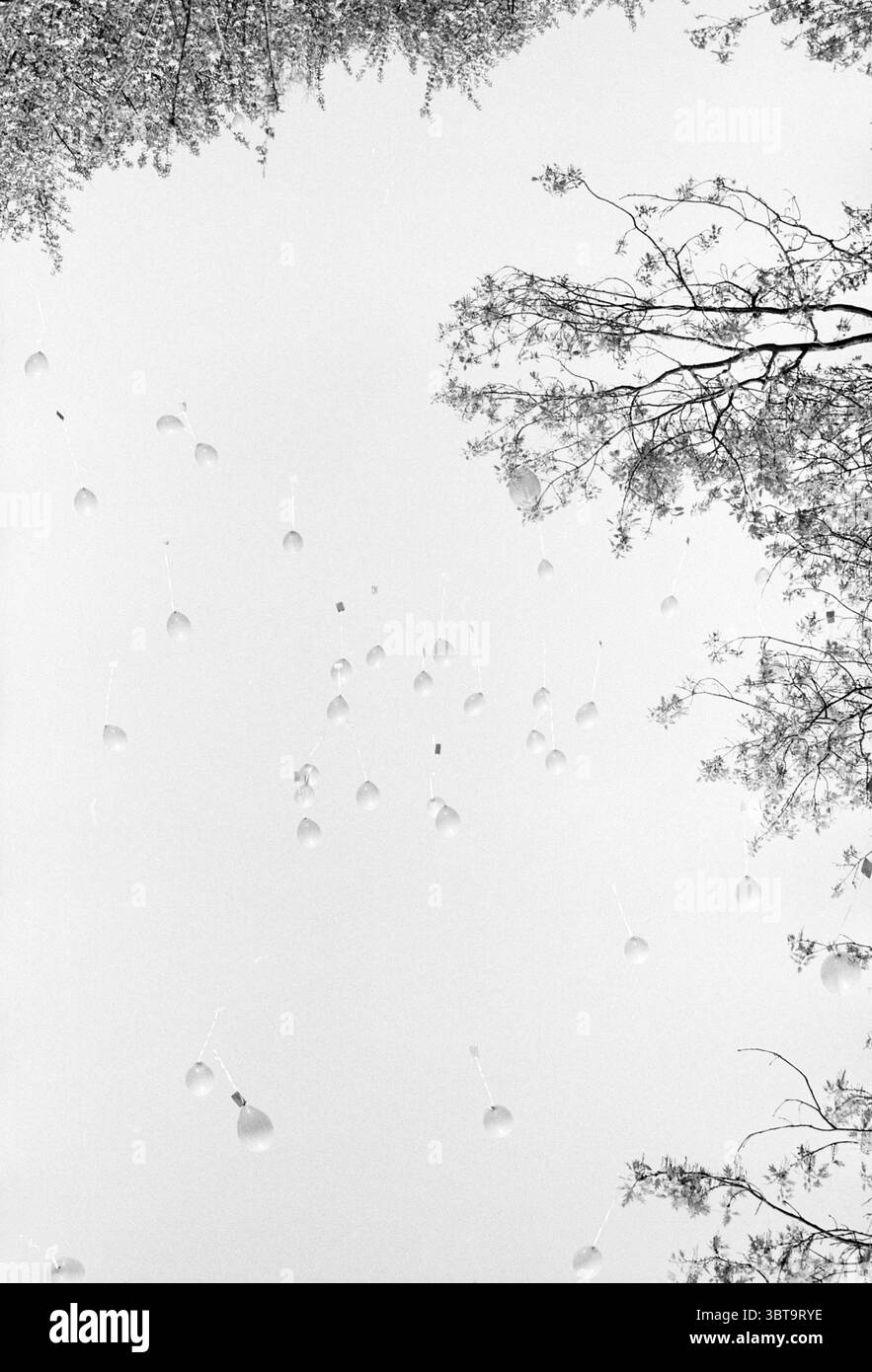 Ballon v. Tuyllweg Velsen z. Velsen-Zuid Van Tuyllweg, Whizgle News, Dutch Desk, Niederlande, 1950 - 2000 am 29-04-1993. Die Abbildung zeigt diese Themen. Die Szene zeigt eine ruhige Atmosphäre, die von einem ungewöhnlichen Aussichtspunkt aus aufgenommen wird und nach oben blickt. Eine Vielzahl von Ballons in verschiedenen Größen und Formen schweben sanft gegen einen weiten Himmel und bilden einen auffälligen Kontrast zu den umgebenden Elementen. Die Ballons sind überwiegend weiß, ihre Oberflächen reflektieren das Licht auf eine weiche, ätherische Weise. Die oberen Ränder der Komposition sind zarte Äste von Bäumen, deren Blätter filtern Stockfoto