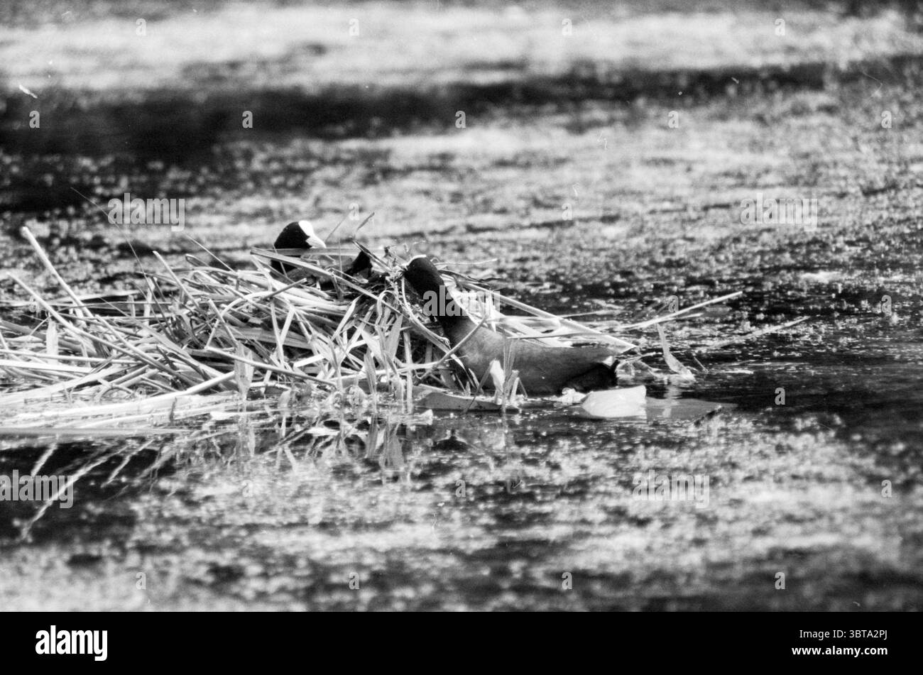 Vogelnest Velserbeek Birds, Whizgle News, Dutch Desk, Niederlande, 1950 - 2000 am 04-06-1987. Dies sind die Themen im Bild. In einer ruhigen Szene spiegelt ein Gewässer ein ruhiges, gedämpftes Ambiente wider, vor allem in Schwarz-weiß-Tönen. Die Oberfläche wirkt leicht gewellt, was auf eine sanfte Brise hindeutet. Im Vordergrund bildet eine Gruppe von trockenen Schilf und Gräsern ein natürliches Nest, das im glatten Wasser ein Gefühl von organischer Textur erzeugt. Die Schilfe sind dünn und lang, einige lehnen sich über den Rand, während andere aufrecht stehen und ihre Spitzen gegen die Oberfläche bürsten. Stockfoto