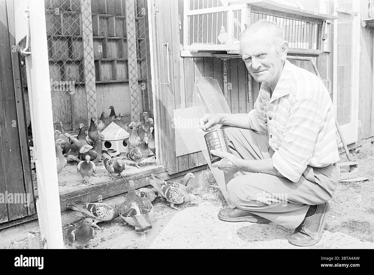 Taubenliebhaber HR. Tabernal von Santpoort Animals Persons, Whizgle News, Dutch Desk, Niederlande, 1950 - 2000 am 10-07-1975. Diese Themen werden in der Abbildung angezeigt. Ein Mann kniet auf dem Boden in einer rustikalen Umgebung, umgeben von einem lebhaften Schwarm von Tauben. Er hat einen kurzen, ordentlichen Haarschnitt und trägt ein gestreiftes Hemd mit hellen und dunklen Farbtönen, gepaart mit hellen Hosen. Sein Ausdruck vermittelt ein Gefühl von Stolz und Freude, während er eine Dose hält, die möglicherweise mit Vogelfutter gefüllt ist, während er mit den Vögeln interagiert. Die Szene spielt außerhalb einer Reihe von Holzkonstruktionen, die Vogelhäusern oder ähneln Stockfoto
