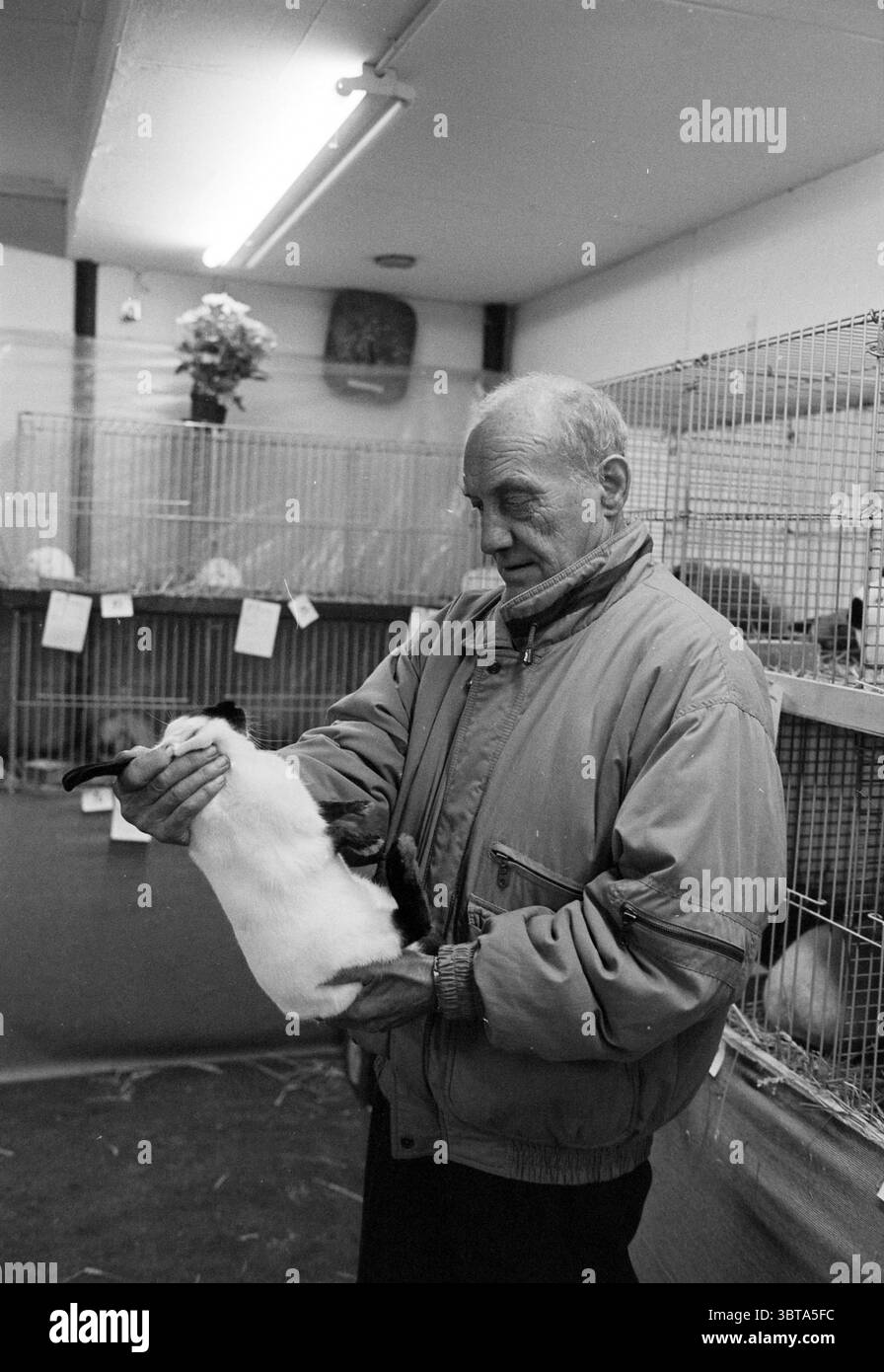 Small Animals Duinzicht, Whizgle News, Dutch Desk, Niederlande, 1950 - 2000 am 18-11-1995. Das Bild enthält diese Themen. In einem schwach beleuchteten Innenbereich wiegt ein älterer Mann ein kleines Kaninchen in den Händen. Der Mann hat ein verwittertes Gesicht, geprägt von jahrelanger Erfahrung, und sein Ausdruck vermittelt ein Gefühl der sanften Pflege und Zuneigung gegenüber dem Tier. Er trägt eine helle, gepolsterte Jacke, die sein offenes Auftreten unterstreicht. Das Kaninchen, hauptsächlich weiß mit auffälligen schwarzen Markierungen auf Kopf und Rücken, wirkt ruhig und entspannt im Griff des Mannes. Der Kontrast zwischen dem weichen f des Kaninchens Stockfoto