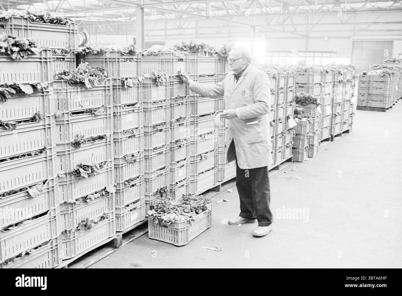 Gemüseauktion innen (Lagerhalle Gemüseboxen gefrorene Endivien) Beverwijk Parallelweg the Netherlands, Whizgle News, Dutch Desk, Niederlande, 1950 - 2000 am 05-11-1980. Dies sind die Elemente im Bild. In einem geräumigen und gut beleuchteten industriellen Umfeld steht ein älterer Mann neben ordentlich gestapelten Kisten mit frischen Produkten. Die Umgebung scheint ein Lager- oder Marktplatz zu sein, der sich durch hohe Decken und große, offene Bereiche auszeichnet, in denen natürliches Licht durch große Fenster eindringen kann. Der Mann, der in einem hellen Mantel und einer dunklen Hose gekleidet ist, scheint in seine Aufgabe vertieft zu sein. Stockfoto