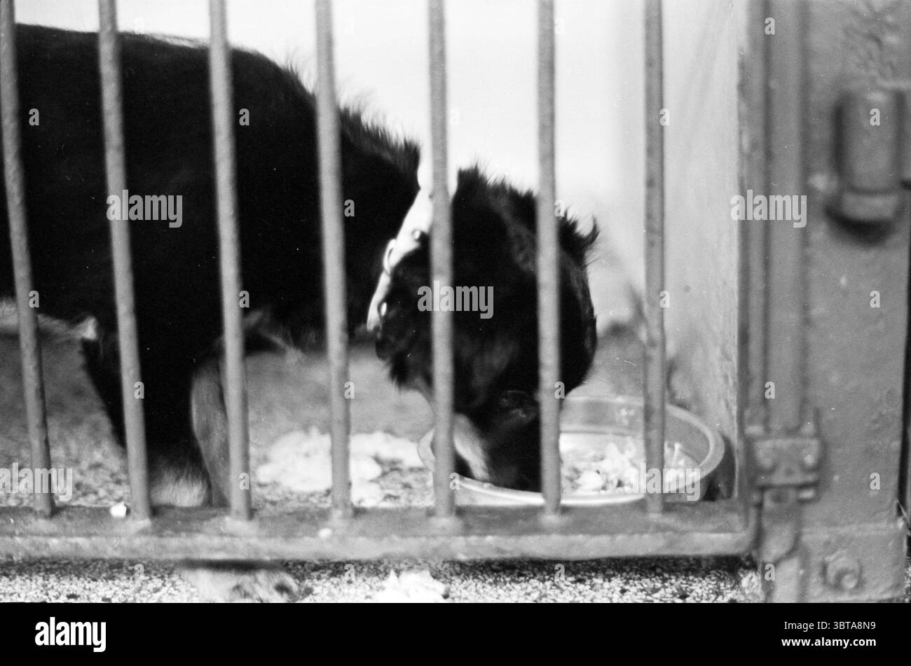 Hunde und Katzen in einem Tierheim., Whizgle News, Dutch Desk, Niederlande, 1950 - 2000. Das Bild enthält diese Themen. In einem engen Raum sieht man einen dunkelfarbenen Hund, der auf einer Metallschale auf dem Boden liegt. Das Fell des Hundes scheint eine Mischung aus Schwarz und Braun zu sein, was einen auffälligen Kontrast zu den gedämpften Farben der Umgebung schafft. Die Szene wird in Schwarzweiß aufgenommen, was die Einfachheit und die Rauheit des Augenblicks verbessert. Der Hund neigt sich zur Schüssel, seine Haltung deutet auf Eifer und Hunger hin. Die Käfigstangen – robust und leicht verrostet – bilden ein Gitter, das die Ansicht fragmentiert Stockfoto