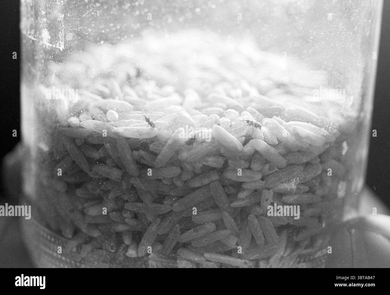 Klunder in Rice Spaarndam Spaarndam, Whizgle News, Dutch Desk, Niederlande, 1950 - 2000 am 29-10-1990. Dies sind die Elemente im Bild. Die Szene zeigt eine Nahaufnahme eines transparenten Behälters, der mit kleinen Körnern gefüllt ist, vielleicht Reis oder einer ähnlichen Getreidesorte. Der Container ist an den Kanten leicht verschwommen, was auf einen unscharfen Hintergrund hindeutet, der die Aufmerksamkeit des Betrachters auf den Inhalt lenkt. Die Körner sind überwiegend blassweiß, mit subtilen Variationen in Textur und Form, die ihnen ein organisches Gefühl verleihen. Einige Körner erscheinen etwas größer oder kleiner Stockfoto