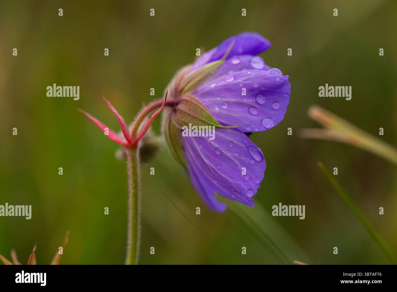 Delicate Violet Bloom bedeckt mit Tautropfen, Makrofotografie einer Wildblume im natürlichen Lebensraum Stockfoto