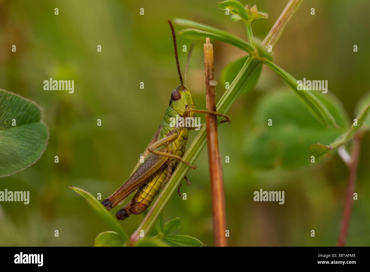 Leuchtend grüne Grashüpfer, die auf einer Pflanze zwischen Blättern und Stämmen thront, Nahaufnahme der Tiere, ideal für Naturfotografie-Themen Stockfoto