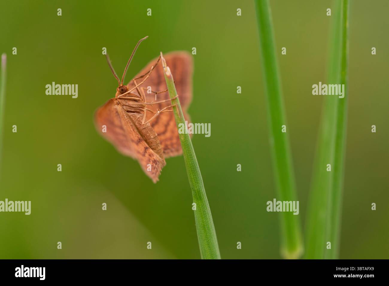 Nahaufnahme einer Motte in ihrer natürlichen Grünlandumgebung, Detailansicht von Antennen und Flügeln Stockfoto