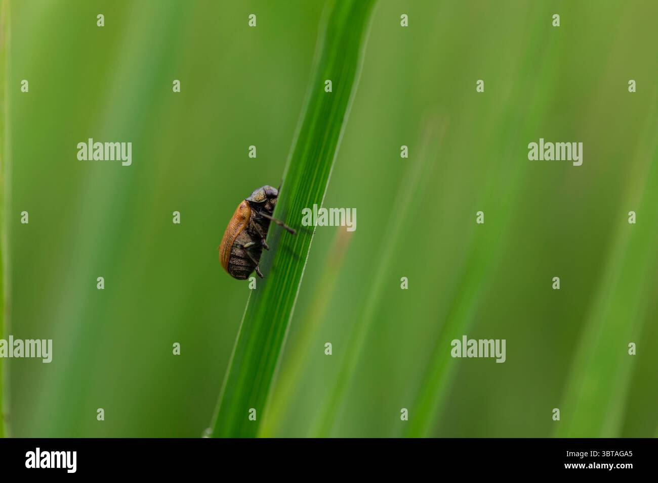 Detailansicht eines kleinen braunen und schwarzen Käfers auf einem vertikalen Grasblatt in einem Weichfokus-Naturmakro für den Außenbereich Stockfoto
