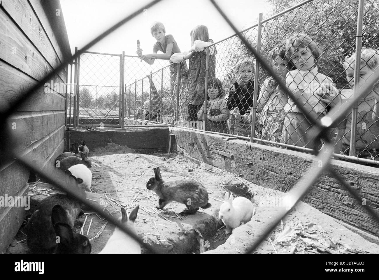 Streichelzoo W. Alexanderplantsoen B'wijk Kaninchen Stall Streichelzoo Beverwijk Willem-Alexanderplantsoen Niederlande, Whizgle News, Dutch Desk, Niederlande, 1950 - 2000 auf 31-08-1977. Diese Themen sind in der Abbildung dargestellt. Die Szene zeigt eine lebhafte Umgebung im Freien, wahrscheinlich in einem Park oder Bauernhof, wo sich eine Gruppe von Kindern um ein Kaninchengehege versammelt. Das Gehäuse besteht aus Holzpaneelen und verfügt über einen Drahtzaun, der eine klare Sicht auf die Kaninchen im Inneren ermöglicht. Im Inneren des Stifts drängen sich verschiedene Kaninchen zusammen und zeigen verschiedene Fellfarben, darunter Schwarztöne, br Stockfoto