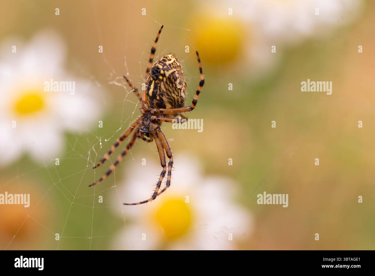 Farbenfrohe europäische Vogelweber, die in einem komplizierten Netz hängen, komplizierte Abdominalmarkierungen sichtbar, Gänseblümchen und warme Wiesentöne schaffen einen traumhaften Hintergrund Stockfoto